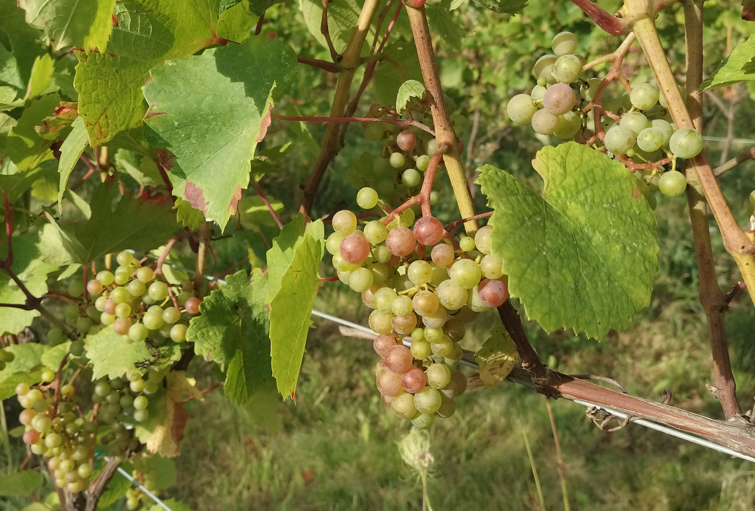 Grape clusters on the vine with green leaves. Grapes are mostly green with some turning pinkish-red, showing early ripening. Sunlight highlights the fruit and foliage.